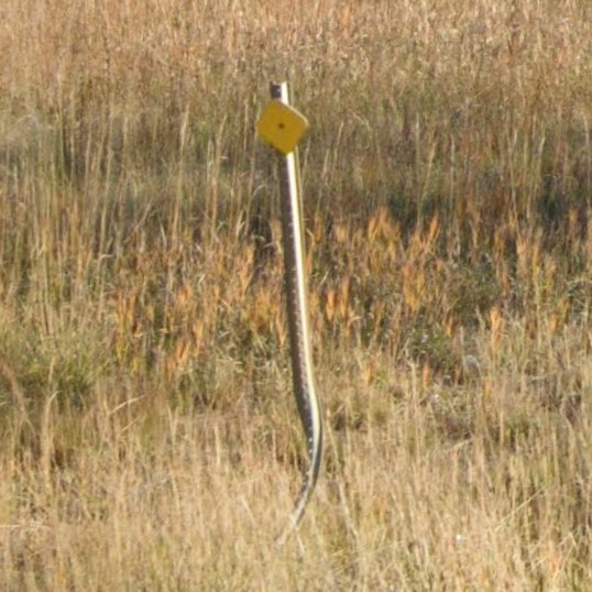 Montana y bollard