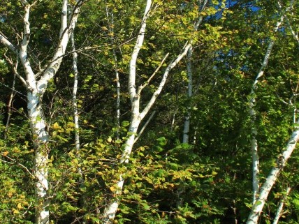 Paper Birch