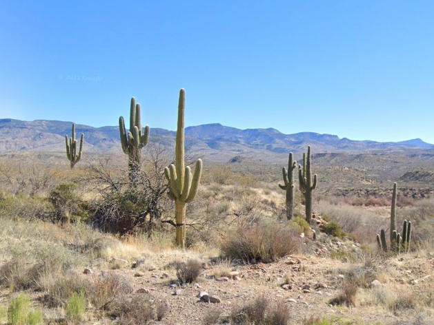 Saguaro