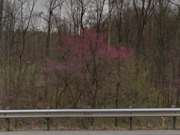 Redbud