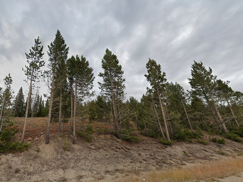 Lodgepole Pine