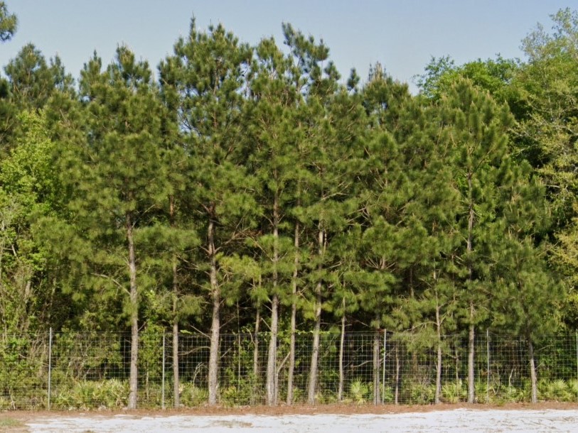 Eastern White Pine
