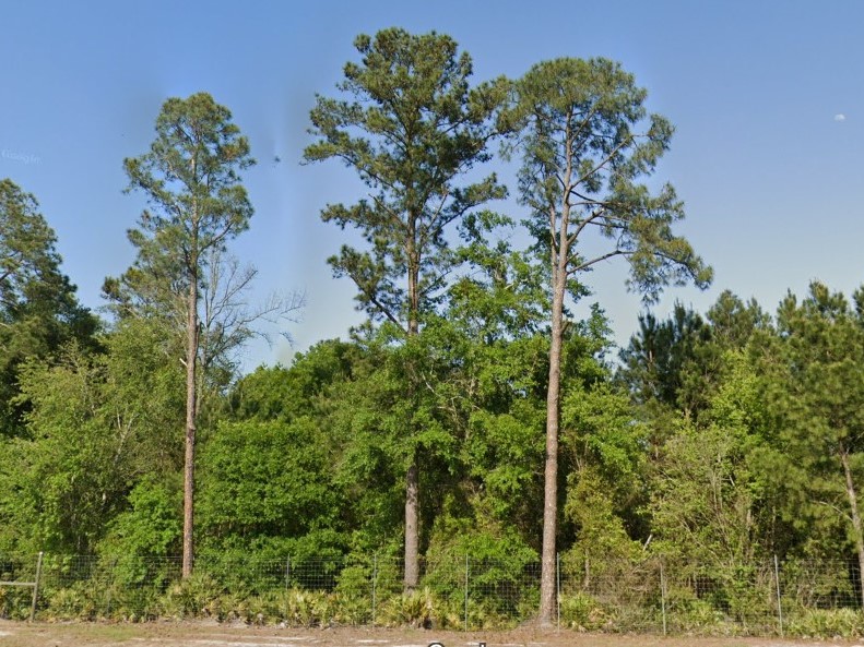 Loblolly Pine