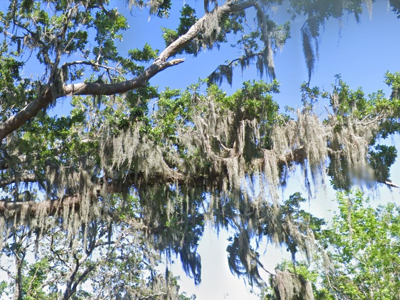Spanish Moss