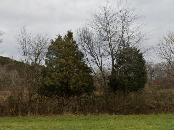 Eastern Hemlock