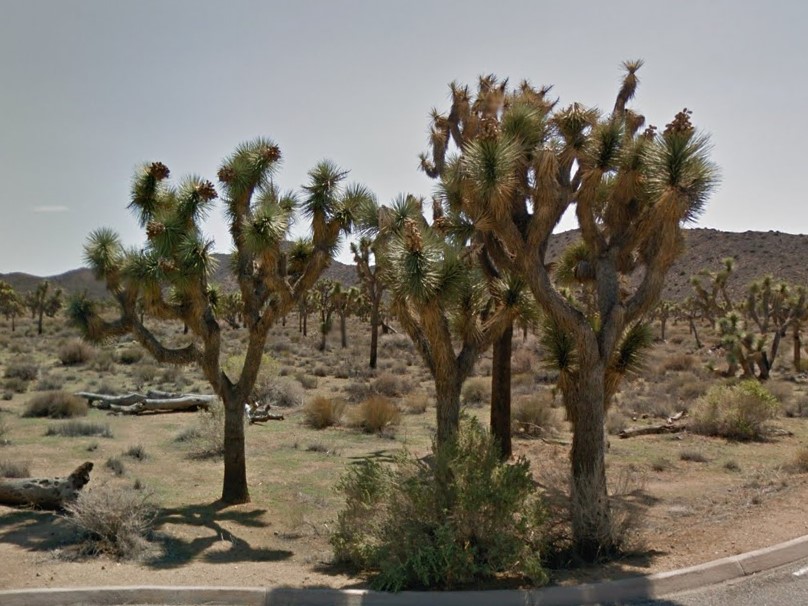 Joshua Tree