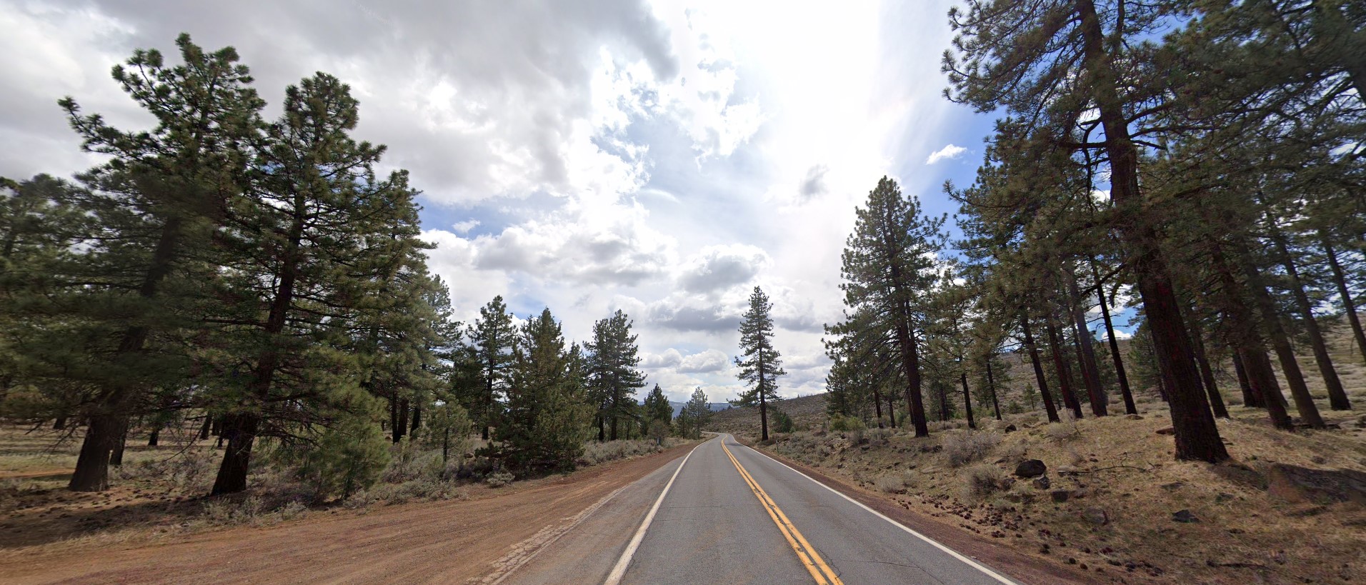 California forest high