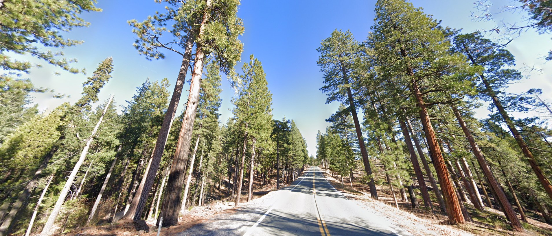 California forest high