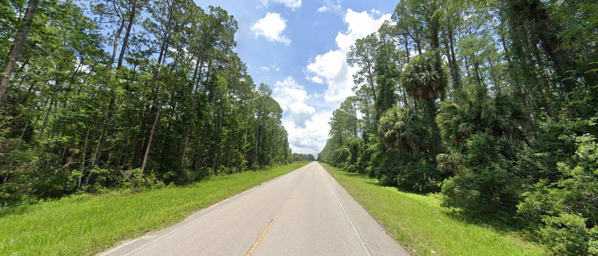 Florida forest south