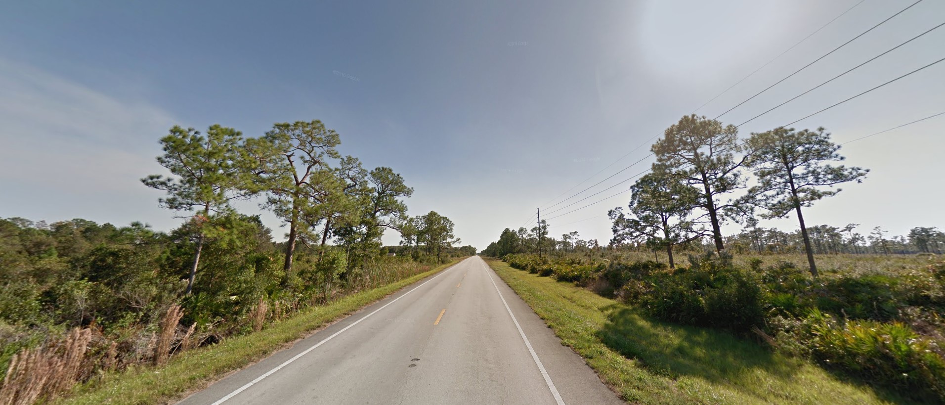 Florida forest south