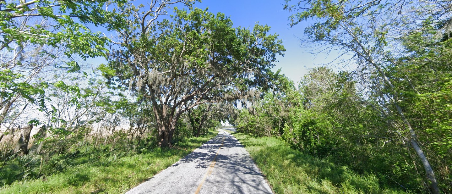 Louisiana forest south