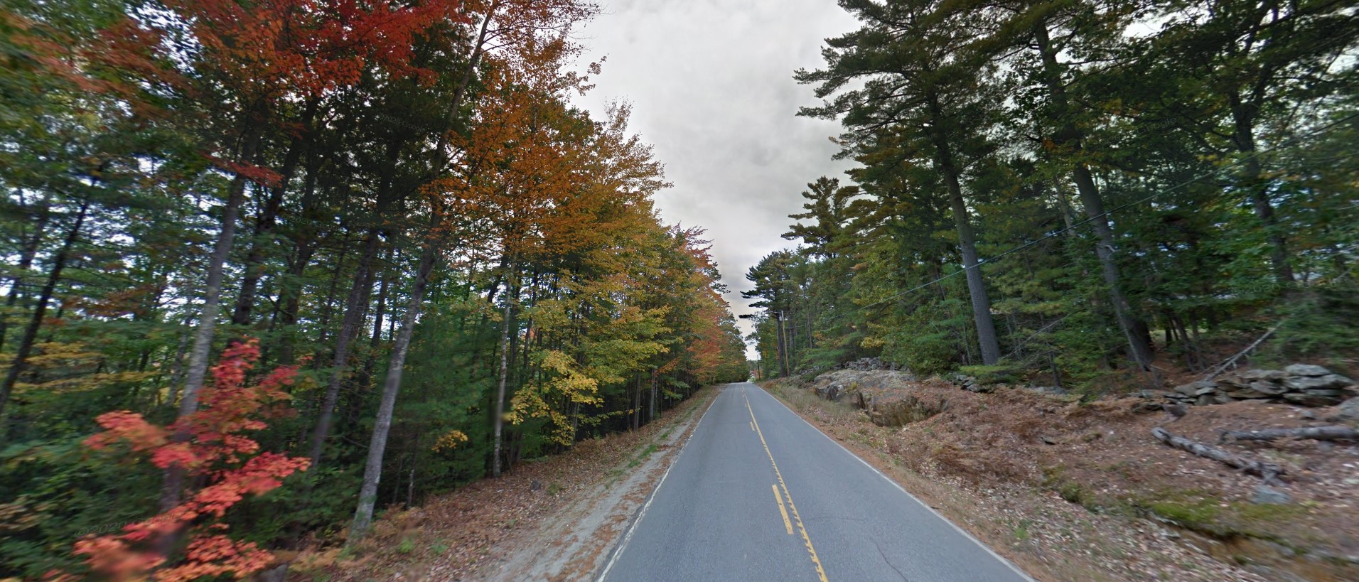 Maine forest north