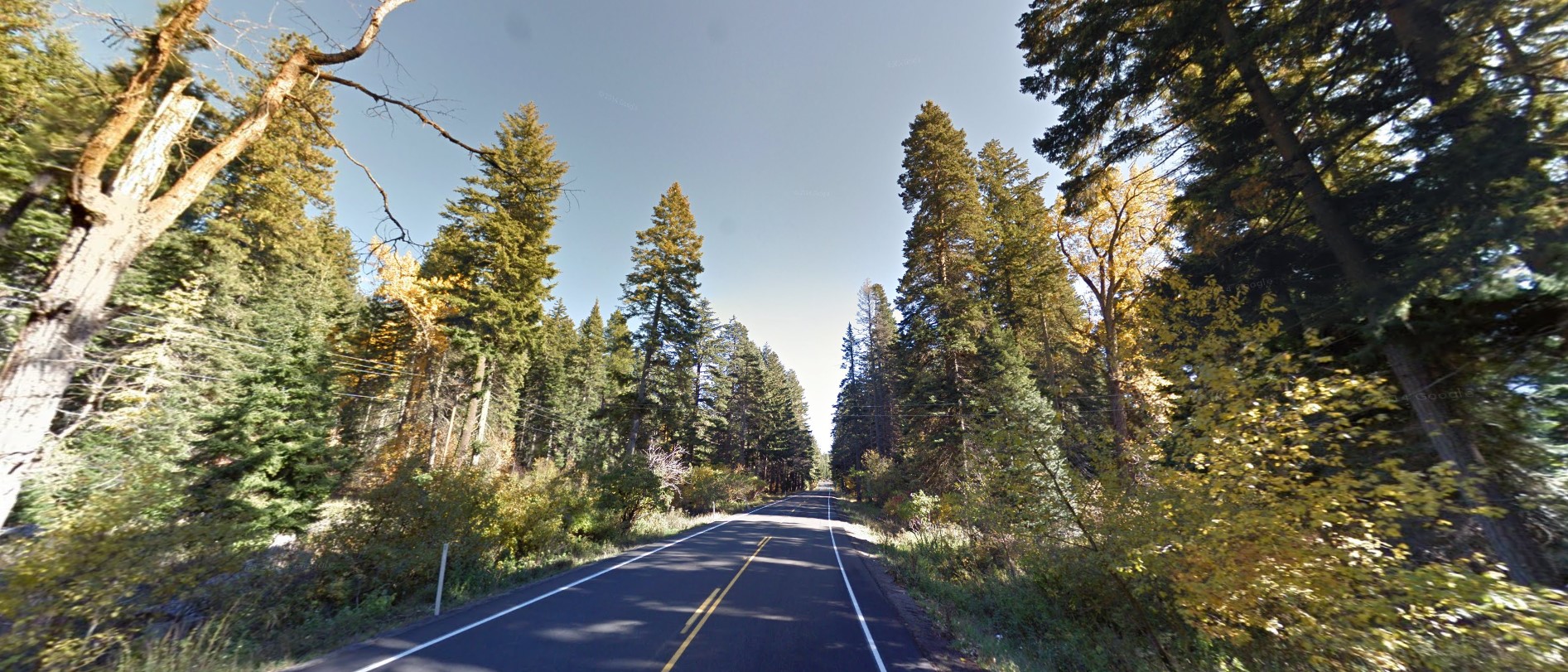 Washington forest high