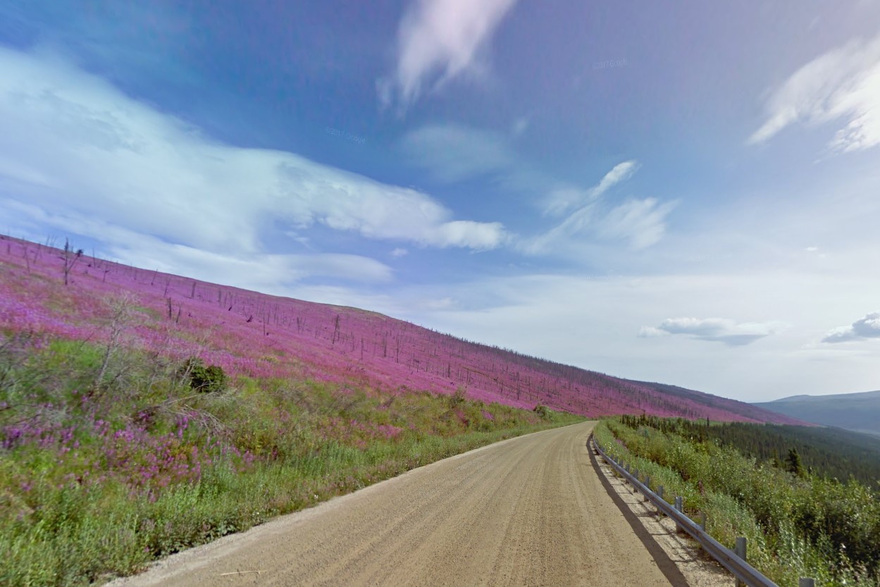 One guardrail and pink flowers