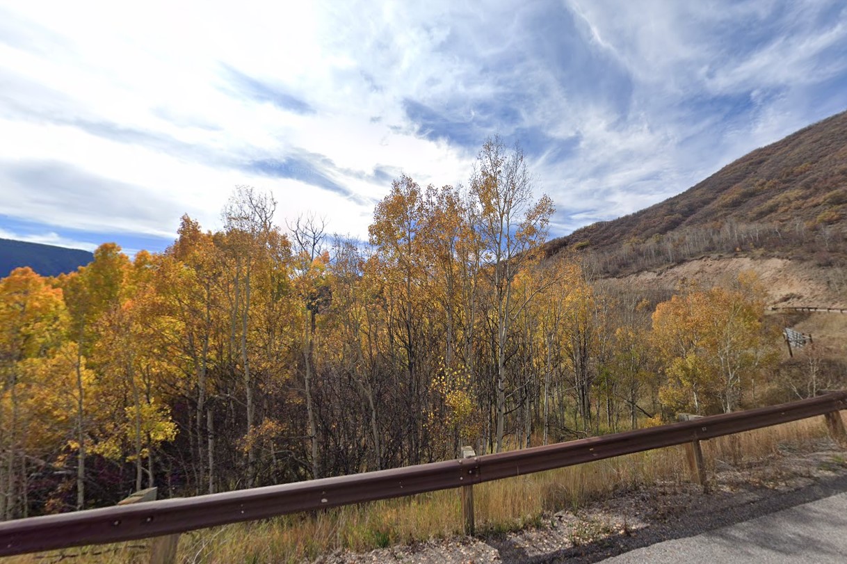 Quaking Aspen in Colorado