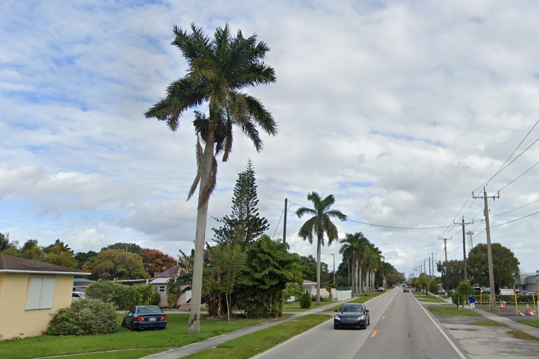 Florida Palms