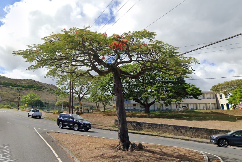Royal Poinciana