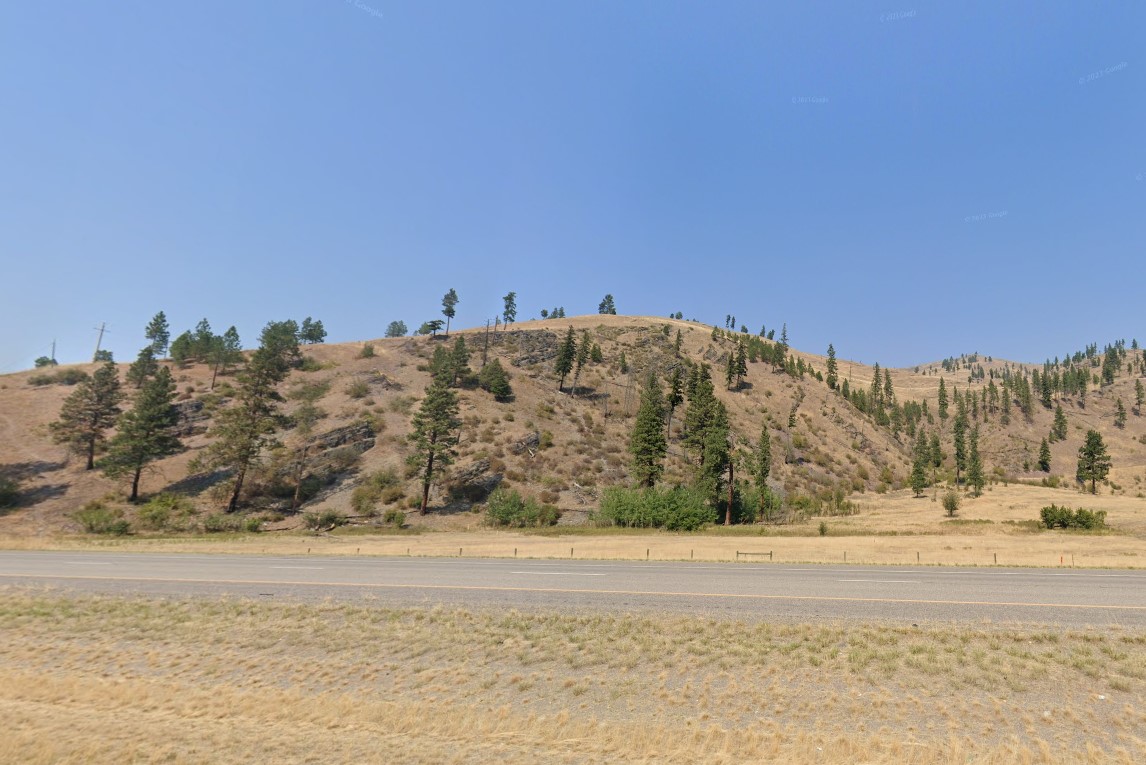 Trees growing in patches