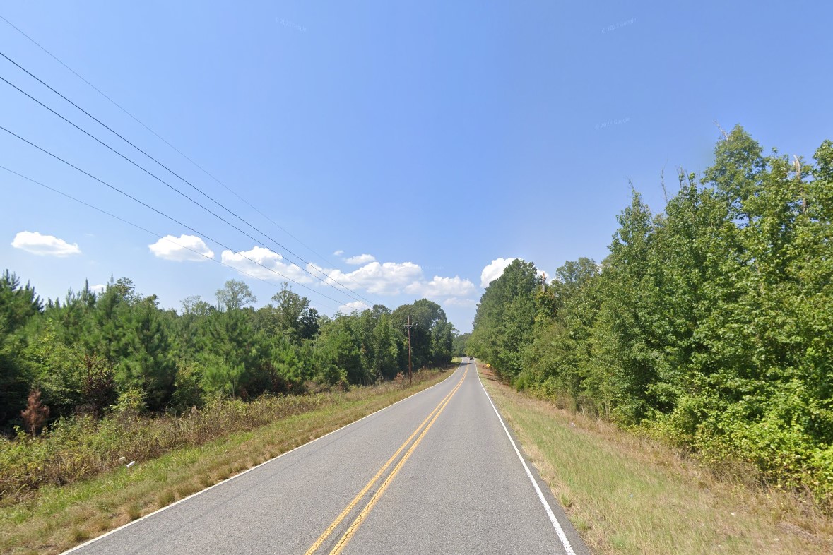 Loblolly pine forest
