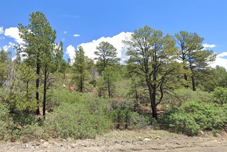 NM trees