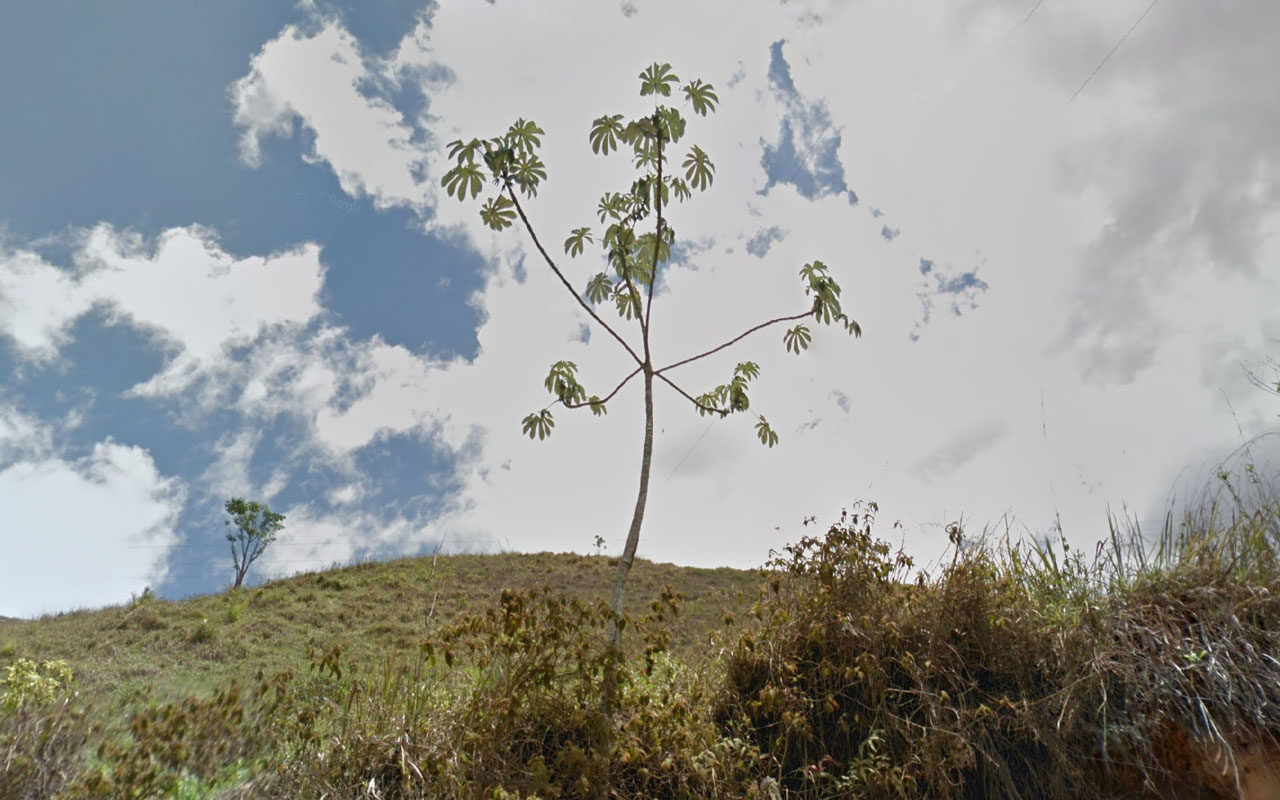 Tree_10