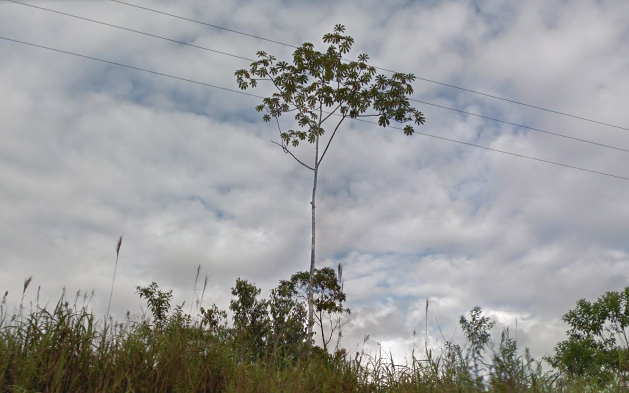 Tree_11