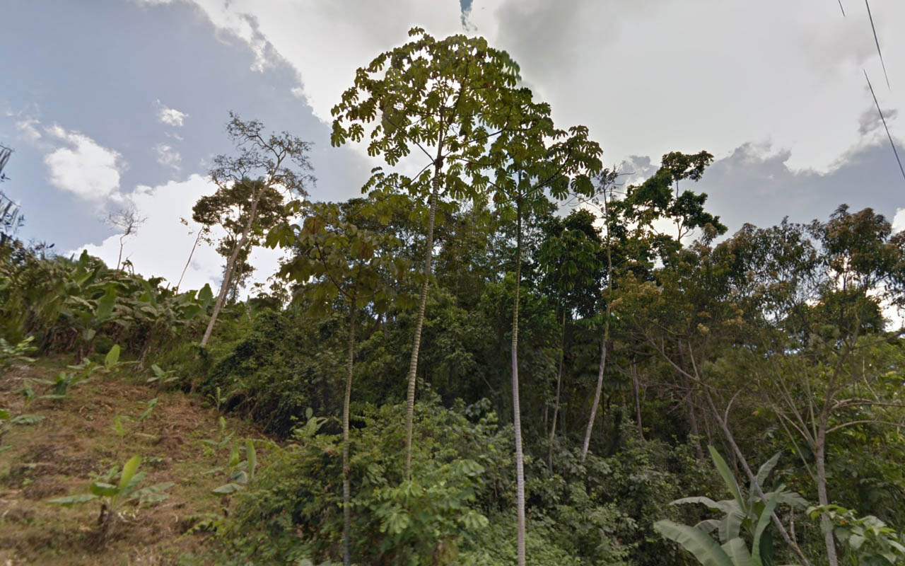 Tree_12