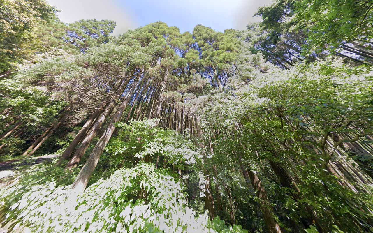 Tree_16