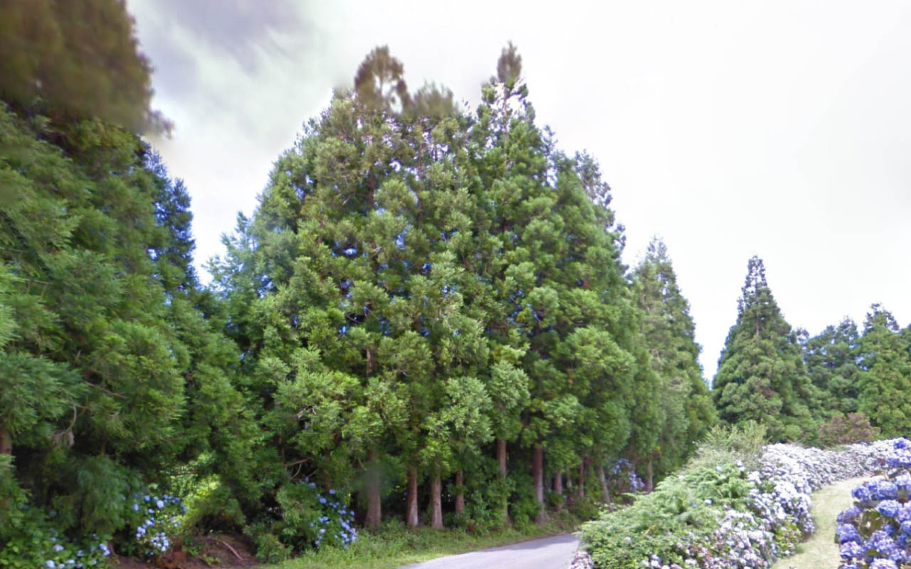 Tree_17