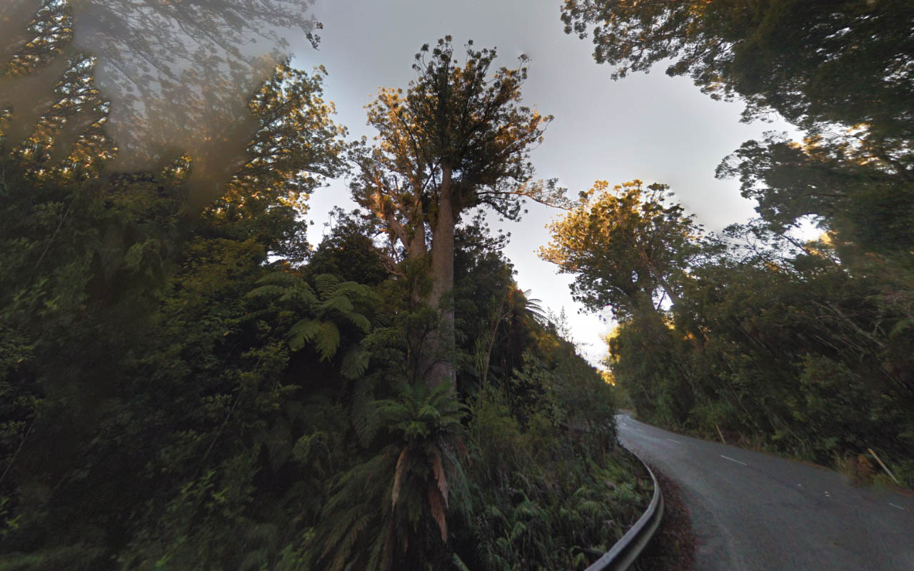 Tree_2