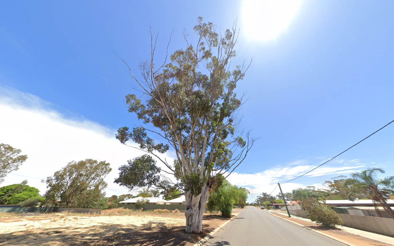 Tree_24