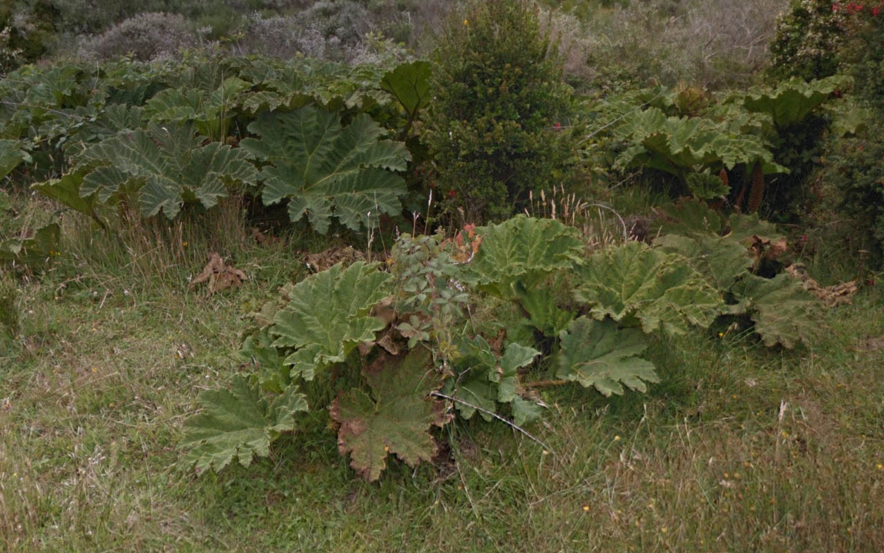 Tree_25