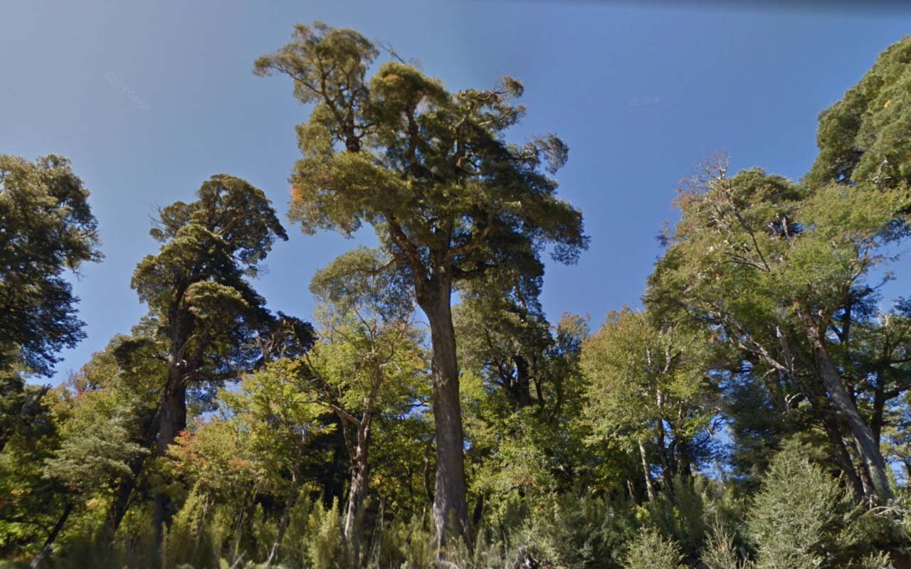 Tree_30