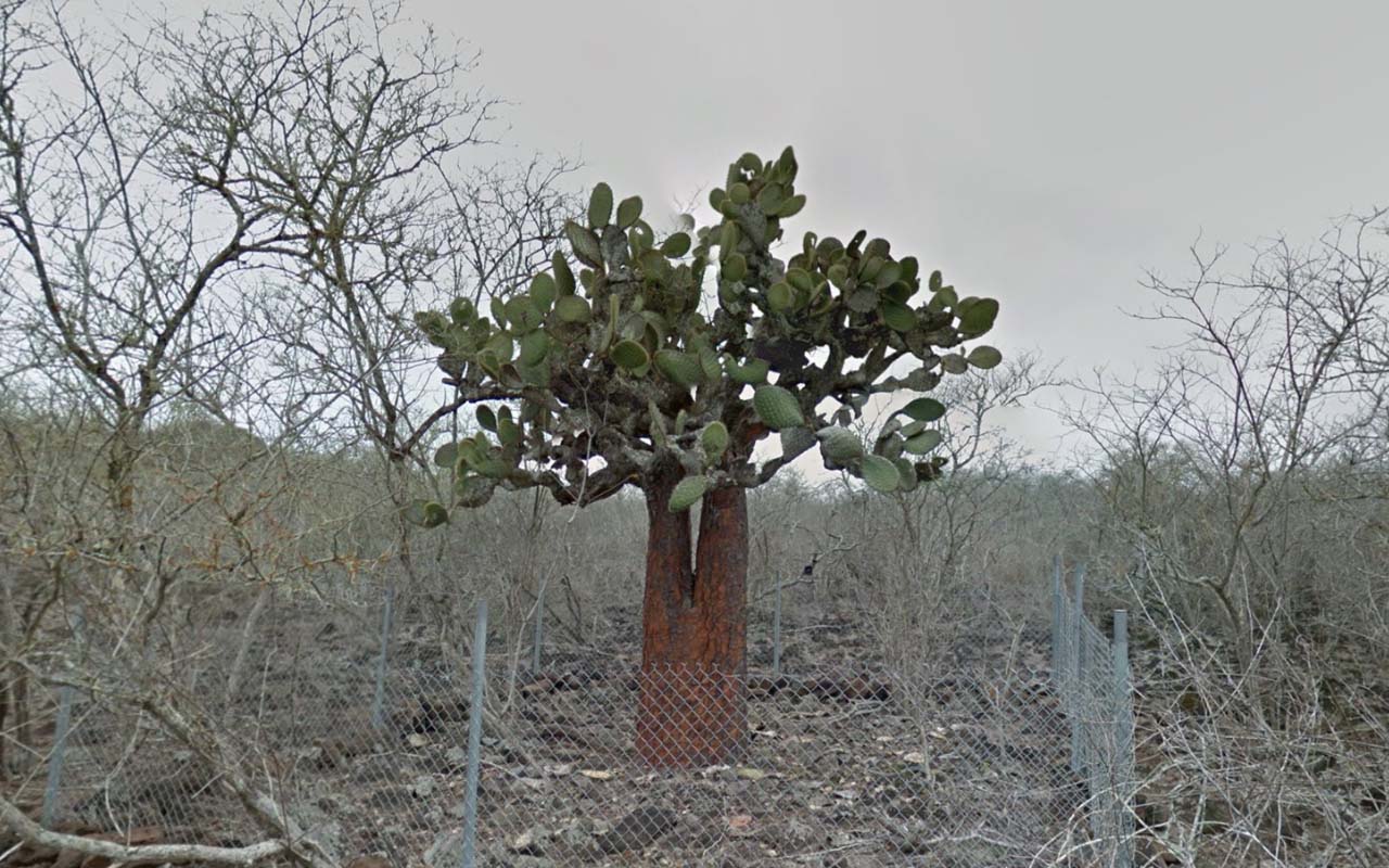 Tree_31
