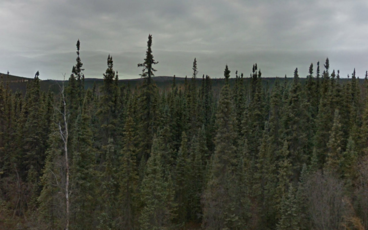 Tree_35