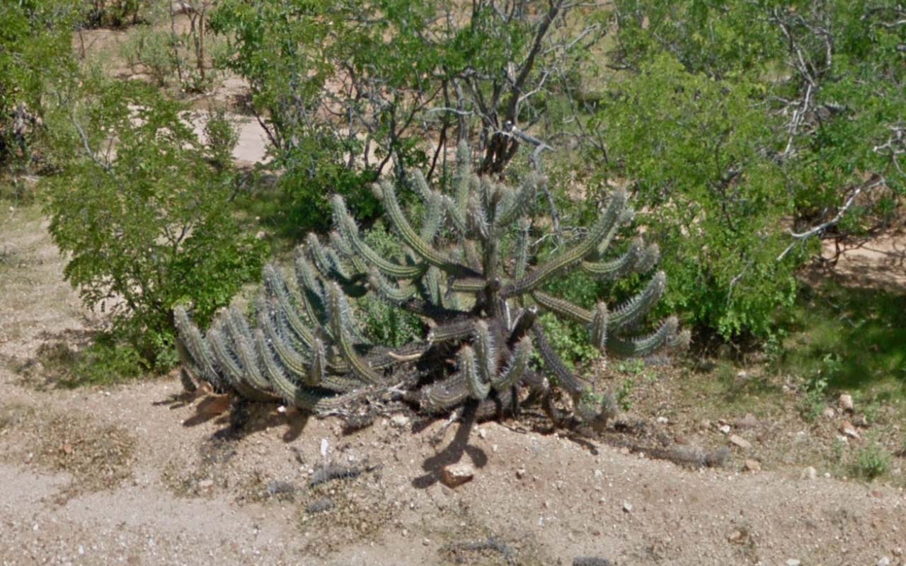 Tree_36