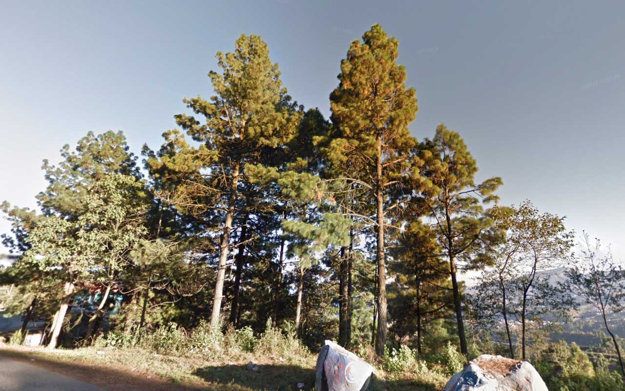 Tree_37