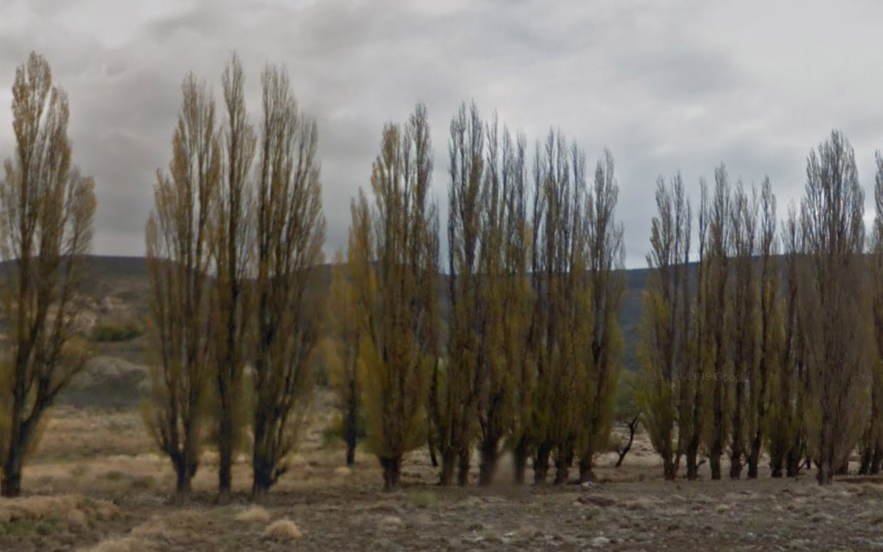 Tree_39