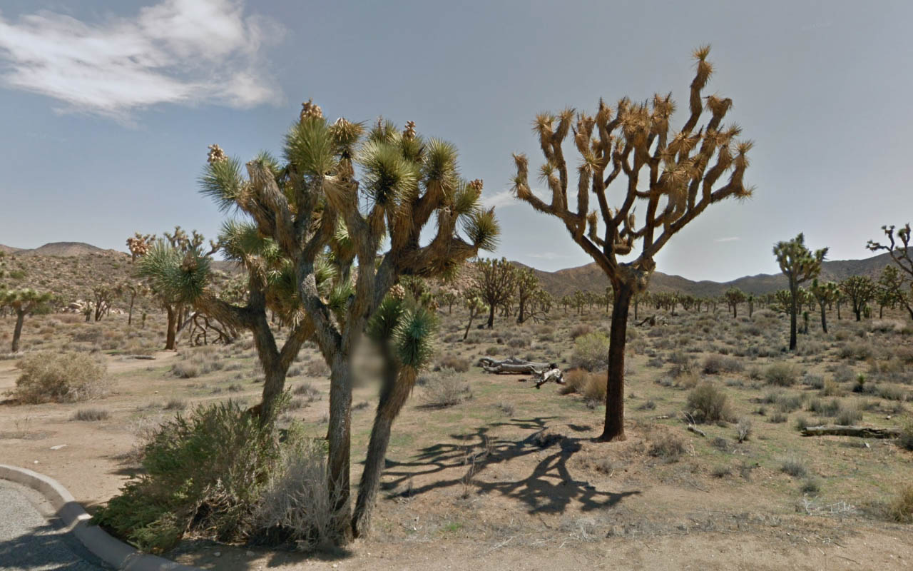 Tree_42
