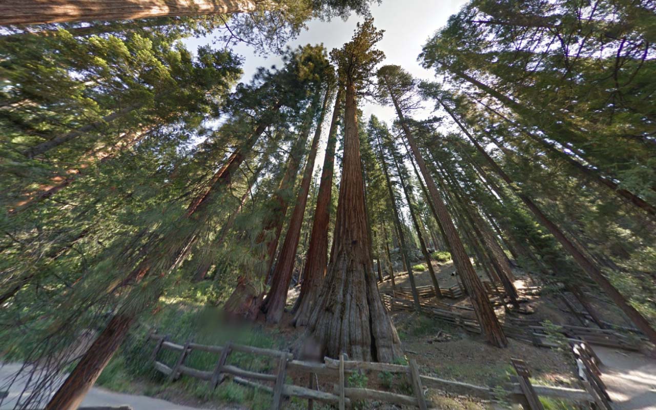 Tree_43