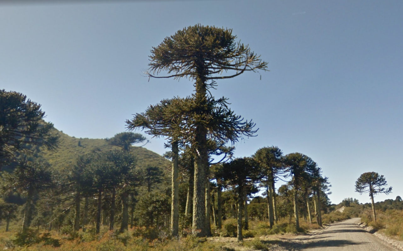 Tree_44