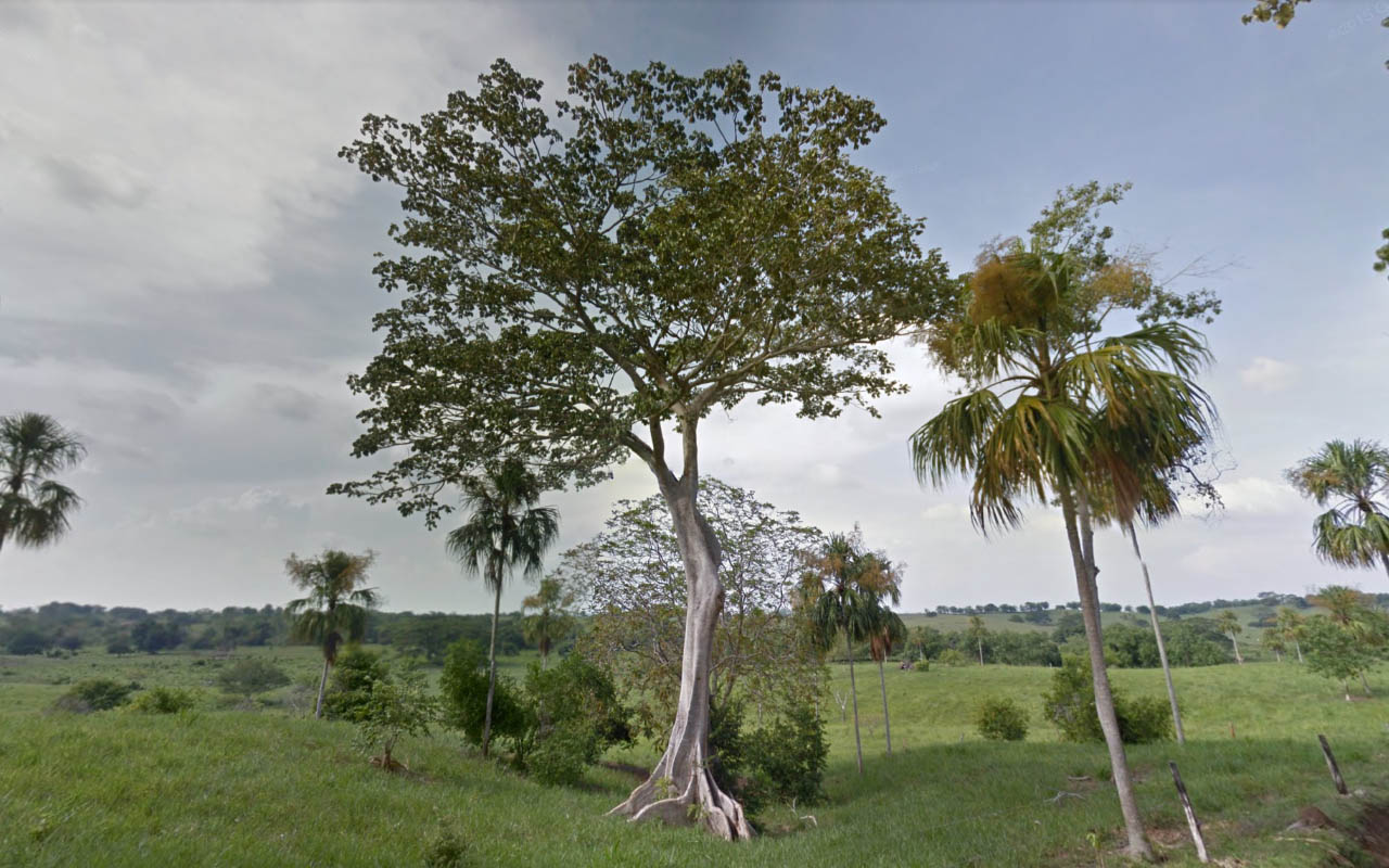 Tree_45