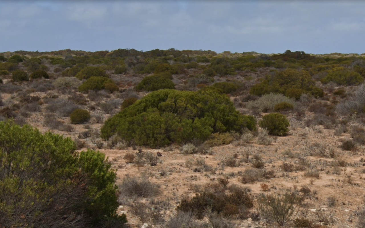 Tree_47
