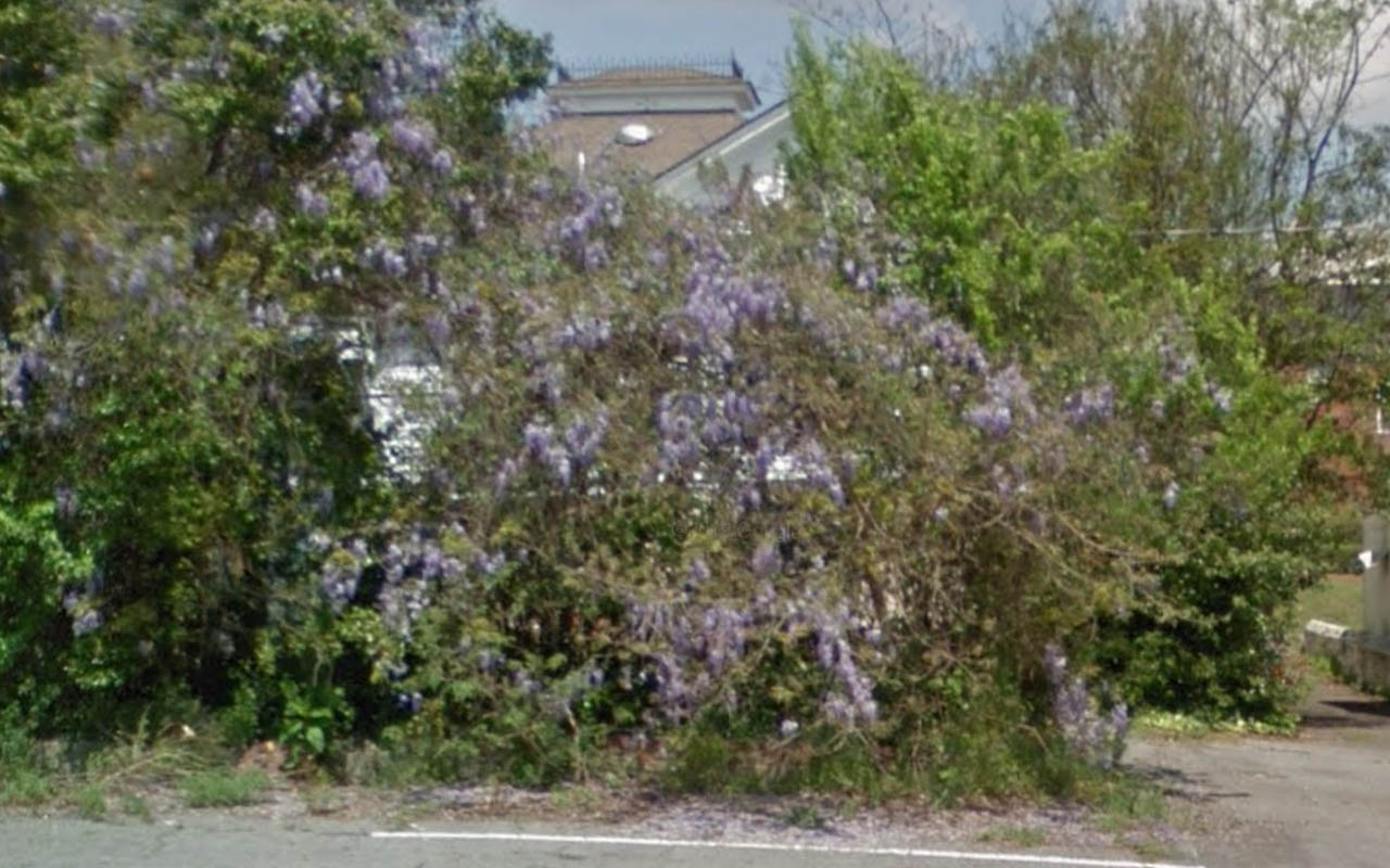 Tree_49