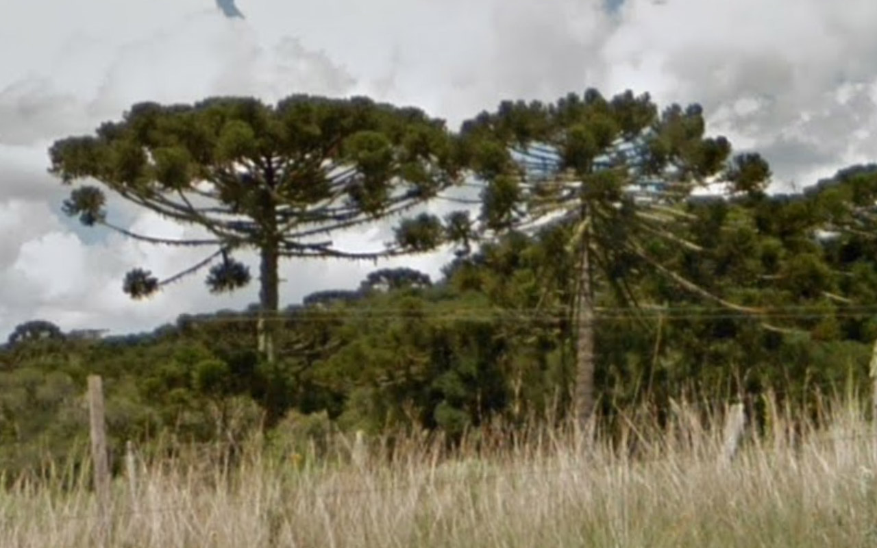 Tree_5