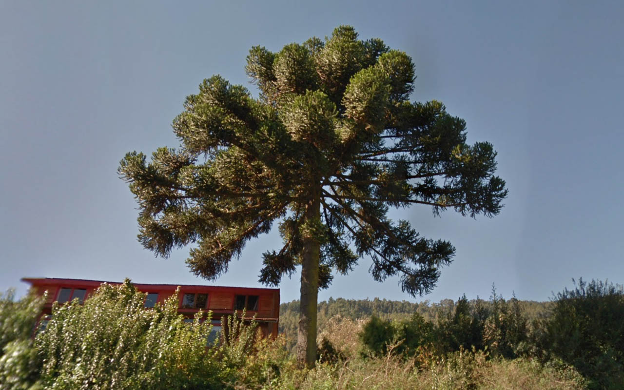 Tree_6