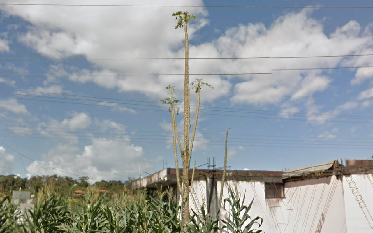 Tree_7